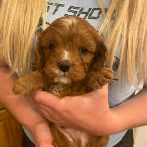 cavapoo 2 male