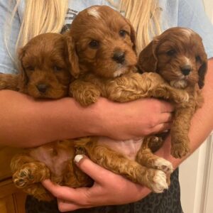 cavapoo 3 males