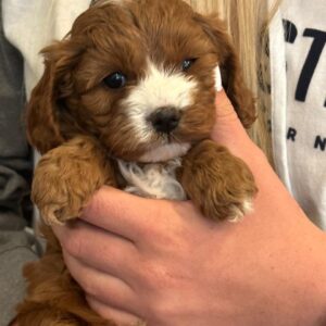 cavapoo 4 female